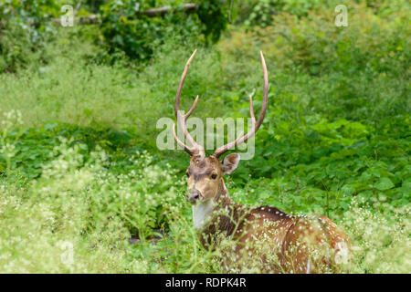 Chital, asse asse noto anche come Spotted Deer, Bandipur Parco Nazionale e Riserva della Tigre, Karnataka, India Foto Stock