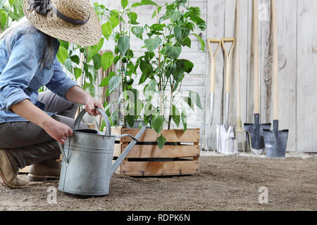 Il lavoro della donna in orto con annaffiatoio, cassa piena di piante verdi e gli strumenti in background, sano cibo organico produrre concept Foto Stock