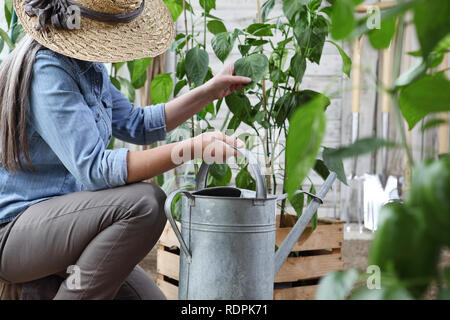 Il lavoro della donna in orto con annaffiatoio, cassa piena di piante verdi e gli strumenti in background, sano cibo organico produrre concept Foto Stock