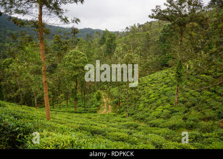 Nilgiri Hills, foresta pluviale e le piantagioni di tè, EcoScape, Tamil Nadu, India Foto Stock
