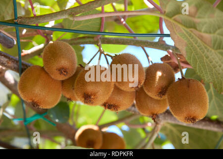 Kiwi su impianto in una soleggiata giornata estiva Foto Stock