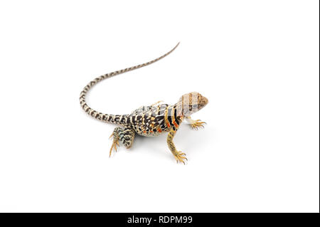 Il comune di lucertola a collare isolato su sfondo bianco Foto Stock
