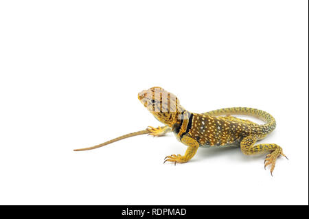 Il comune di lucertola a collare isolato su sfondo bianco Foto Stock