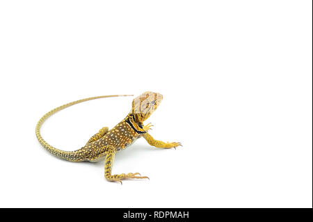 Il comune di lucertola a collare isolato su sfondo bianco Foto Stock