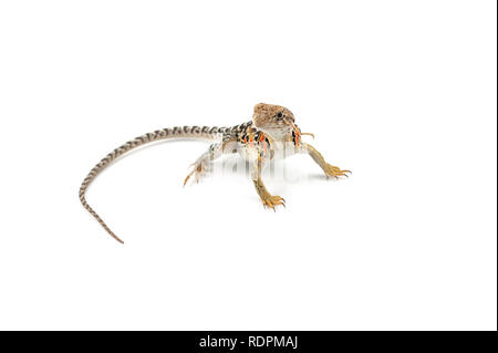 Il comune di lucertola a collare isolato su sfondo bianco Foto Stock