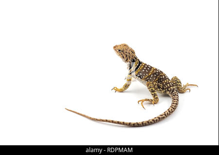 Il comune di lucertola a collare isolato su sfondo bianco Foto Stock