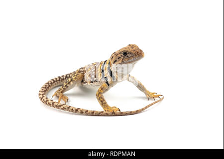 Il comune di lucertola a collare isolato su sfondo bianco Foto Stock