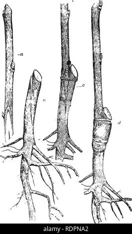 . Amatoriale frutticoltura. Una guida pratica per la coltivazione di frutta per uso domestico e il mercato. Scritto con speciale riferimento ai climi più freddi. Frutti-coltura. 123 germogliando AUp GBAPTING. successo rispetto se sopra la superficie, e l'albero risultante sarà hardier rispetto a se l'Unione europea erano al di sopra della terra, poiché il punto vreakest in una struttura ad albero (l'innesto) sarà protetto da terra. Naturalmente molto spesso non è fattibile per fare il lavoro in questo modo. La figura 103 mostra un'uva root, così innestate. I metodi adatti per l'innesto al di sotto del terreno sono le stesse come per al di sopra del suolo, solo non tanto wa Foto Stock