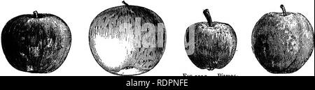 . Il mio giardino, il suo piano e cultura insieme con una descrizione generale della sua geologia, della botanica e della storia naturale. Il giardinaggio. La APPLE. 145 Settembre arriva e porta con sé il Kerry Pippin (fig. 230), il quale presenta un semi-trasparenti di pelle e una polpa giallastra, e anche un ottimo sapore. Il Kerry Pippin è riuscita da Gravenstein (fig. 231), che è un altro delizioso Apple per la stagione: verso la fine del mese la Ribston Pippin, re del Pippins e ananas Pitmaston Pippin ci danno la loro deliziosa frutta. Il Ribston (fig. 232) è uno dei migliori di tutte le mele e può essere kep Foto Stock