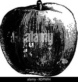 . Il mio giardino, il suo piano e cultura insieme con una descrizione generale della sua geologia, della botanica e della storia naturale. Il giardinaggio. Fig. 228-Quarrenden Apple. Fig. 229.-Kerry Pippin. Fig. 230.-Benoni.. Fig. 231.-Gravenstein. e adesso sto coltivando come una "Bush sul paradiso stock. Circa lo stesso tempo entra nella Red Astrachan, e anche il Devonshire Quarrenden (fig. 228). Quest'ultimo è un grande portatore, e il suo colore rosso acceso sul lato verso il sole la rende un grande favorito come un mercato di Apple. In questa stagione il Benoni (fig. 230) stagiona; il suo odore è ex- ceedingly fine e il suo aspetto Foto Stock