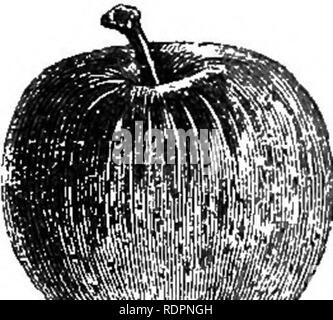 . Il mio giardino, il suo piano e cultura insieme con una descrizione generale della sua geologia, della botanica e della storia naturale. Il giardinaggio. Fig. 221.-Apple spalliera. Fig. 222.-^Cordon Apple. filo (fig. 222). Ho provato il piano, ma devono considerare per intero come minimo un vanity, indegno di orticoltura scientifica. Alcuni dei miei le mele sono coltivate in vaso, come ad esempio il Newtown Pippin, Northern Spy, e il melone mele, che vengono dall'America. Il Mala Cala, un italiano, Apple richiede pot cultura ; e vi è un francese di apple chiamato Reinette Ananas, che, quando coltivate in vaso, è oltremodo beauti Foto Stock
