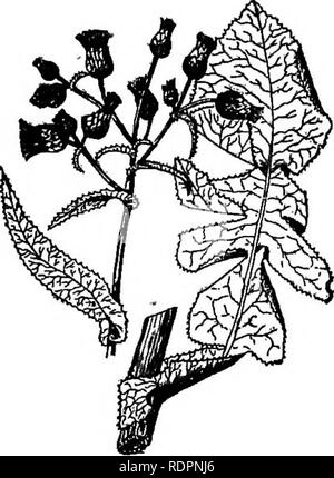 . La Indiana libro di erbaccia. Le erbacce. 146 indiana la rubrica di erbaccia. mon sow-thistle (S. oleraceus L.), in cui le foglie più basse sono spesso divisi, i margini dentati non ma pungente, le orecchie a punta di base e le sementi sia con croce e nervature longitudinali. Entrambe le specie sono mangiati da pecora e pascoli infestati possono essere cancellati di loro in che modo. Le foglie giovani di unprickly uno sono spesso utilizzati come gruppo dei Verdi o mangiato come insalata. Nei campi di grano che giacciono a riposo per un anno e in sede di Nazioni Unite- seminate righe shock di stoppia mais frumento- i campi sono spesso abbondanti. Rimedi: taglio o tirando prima i semi Foto Stock