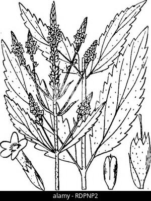 . La Indiana libro di erbaccia. Erbacce Erbacce. op messo. vervain famiglia. 117 frutto densamente Qvei-levigatura sui picchi. I semi come il precedente ma più grande. (Fig. Così.) frequente nei prati umidi e aprire i campi in sabbia, luoghi di rifiuti, ecc. Da giugno a settembre. A volte associati con esso, ma più spesso in secco, pascoli aperti, è l'annoso ver- vana (V. stricta Vent.) densamente morbido, hairy tutto, quasi di foglie sessili, picchi stout, spesso un piede lungo, densamente fiorita, la corolla più grandi e di profondo blu violaceo. In entrambe la fioritura inizia in corrispondenza della base e progesses lentamente verso l'alto in modo che spesso solo un pollice o due è in bl Foto Stock