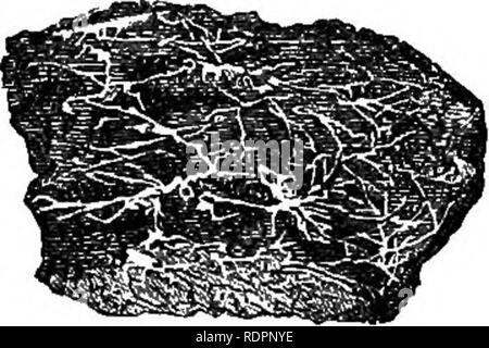. Il mio giardino, il suo piano e cultura insieme con una descrizione generale della sua geologia, della botanica e della storia naturale. Il giardinaggio. diverse celle, e questo non è mai mostrato meglio rispetto al caso del vischio e Apple, come l'ex vita su quest'ultimo come se si trattasse di innestati, e forma un pezzo continuo di legno (fig. 121). Noi non solo ottenere il proseguimento di qualsiasi particolare pianta mediante innesto, ma in alcuni casi abbiamo influenza la sua fertilità. Una pera innestati F"=-"^'-Mi^"I^"o^ndApplecdis. su una mela cotogna diviene feconda anni prima sarebbe su di un proprio stock. Un apple ha lavorato su Para Foto Stock