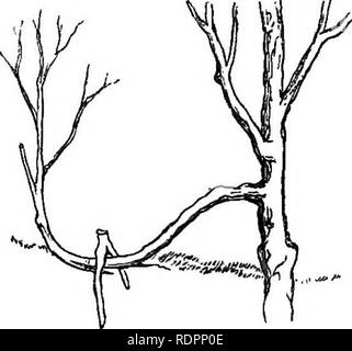 . Il mio giardino, il suo piano e cultura insieme con una descrizione generale della sua geologia, della botanica e della storia naturale. Il giardinaggio. Fig. 103.-ventosa. Fig. 104.-strato. Fiori, che generalmente è meglio affidarsi a semina semplicemente il seme della buona ordina e alla selezione dalla loro produzione. Allo stato attuale delle nostre conoscenze che abbiamo avuto meglio provare entrambi i metodi, quando abbiamo desiderio di sollevare nuove varietà. Molte delle migliori varietà di frutta sono certamente sport naturali. A volte piante selezionate di alta qualità vengono nuovamente propagate da seme, come la nostra scelta di varietà di piselli e fagioli. Più spesso, howev Foto Stock