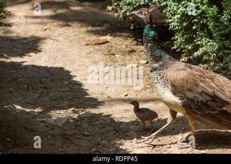 LOKRUM, Croazia - 22 agosto 2017: giovani peacock con la sua mamma nell'isola di Lokrum, Croazia Foto Stock