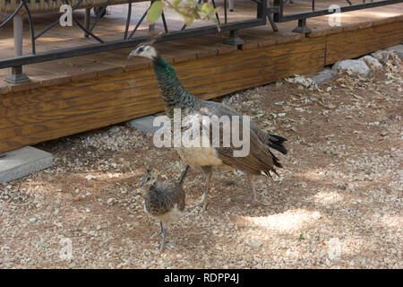 LOKRUM, Croazia - 22 agosto 2017: giovani peacock con la sua mamma nell'isola di Lokrum, Croazia Foto Stock