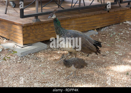 LOKRUM, Croazia - 22 agosto 2017: giovani peacock con la sua mamma nell'isola di Lokrum, Croazia Foto Stock