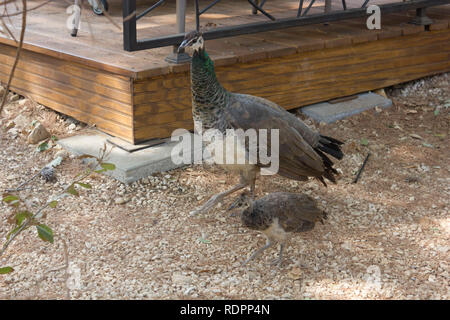 LOKRUM, Croazia - 22 agosto 2017: giovani peacock con la sua mamma nell'isola di Lokrum, Croazia Foto Stock