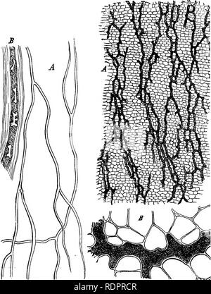 . La botanica per licei e collegi. La botanica. I TESSUTI PRINOIPAL. 75 Per esaminare il tessuto fibroso è solo necessario effettuare thin longitudi- nal slicps ( f tbe steli di piante legnose-e.fir., Acer, Pirua, ecc.-e a battere per un minuto o meno in acido nitrico e clorato di potassio. L. Fig. 64. Maiale. 65. Fig. 64.-Laticiferona tubi da ffwpAorSm. .4. moderatamente ingrandite; B. più fortemente ingrandita e Bhowing la forma di osso o dumb-bell a forma di grani di amido.- Dopo Sichs. Fig. 65.-Laticiferoud navi di scor-zonera hispanica. Un, una sezione trasversale del phlogm della radice; B lo stesso m Foto Stock