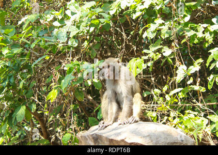 Scimmia o simian seduto su una roccia in una giungla vista ingrandita Foto Stock