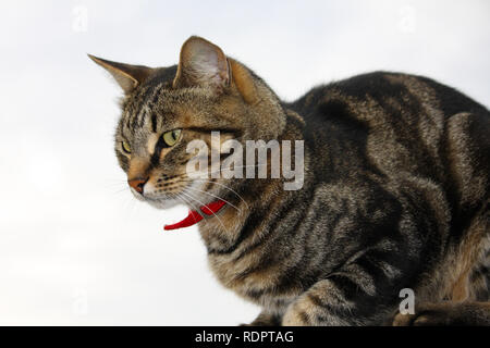 Tabby Cat con un colletto rosso su sfondo bianco Foto Stock