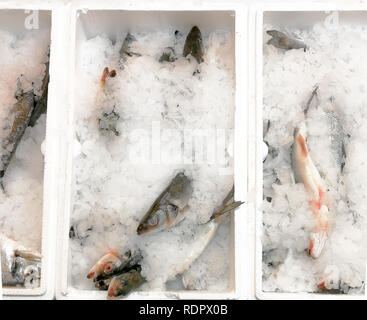 Scatola di pesce appena pescato. Mazzetto di spigola in una scatola, su ghiaccio. Foto Stock
