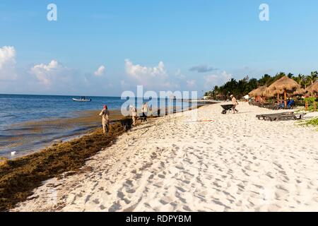 Riviera Maya, Messico - 27 luglio 2018. Un gruppo di enti locali messicani, uomini rimuovere Sargassum alghe marine nel Golfo del Messico e dei caraibi su un tropicale beac Foto Stock