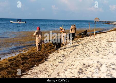 Riviera Maya, Messico - 27 luglio 2018. Un gruppo di enti locali messicani, uomini rimuovere Sargassum alghe marine nel Golfo del Messico e dei caraibi su un tropicale beac Foto Stock