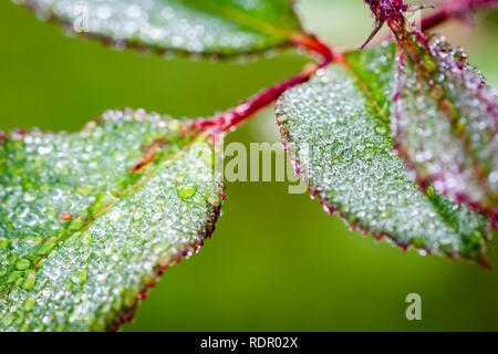 Rugiada di mattina su la testa e le foglie di rose. Foto Stock