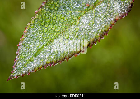 Rugiada di mattina su la testa e le foglie di rose. Foto Stock