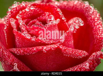 Rugiada di mattina su la testa e le foglie di rose. Foto Stock