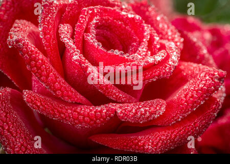 Rugiada di mattina su la testa e le foglie di rose. Foto Stock