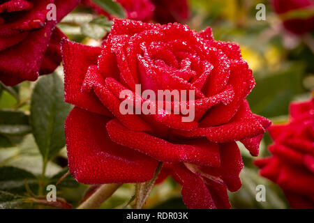 Rugiada di mattina su la testa e le foglie di rose. Foto Stock