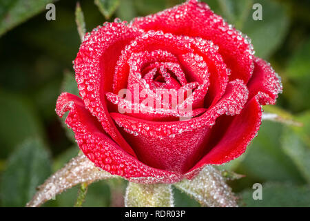 Rugiada di mattina su la testa e le foglie di rose. Foto Stock