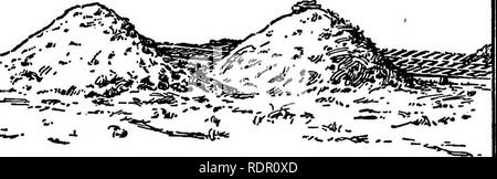 . La patata dolce; un manuale per il coltivatore di pratica. Patate dolci. Raccolta e stoccaggio magazzino 181, e spesso le patate dolci sono utilizzati per scopi di sementi che sono malata quando si sono assestate. Tali patate sono sicuri per produrre piante malate, che a sua volta trasmette la malattia al campo e spesso trans- mit loro di tuberi. Black-rot è la coromonest dis-. FiGlTEE 24.- immagazzinamento esterno box comunemente usato per la conservazione di piccole quantità di patate dolci. Nota prossimità del box per focolai, una pessima posizione dal punto di vista della malattia. Facilità che colpiscono la patata dolce convogliato in questo Foto Stock