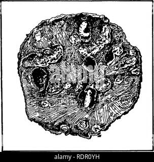 . La patata dolce; un manuale per il coltivatore di pratica. Patate dolci. Gli insetti che colpiscono le patate dolci 151 immettere it. In questo modo la porzione superiore o l'estremità attaccata alla vite è sempre attaccato per primo. Dopo i coleotteri emergono da pupation, si rompono irregolare. Figura 21.- Sezione di patata dolce mostra pregiudizio mediante il curculione di patata dolce. Larva nella tana in alto; pupa -sotto; apertura a tunnel altrove. Ampliato tre diametri. aperture nella pelle della patata che sono molto più grandi di quelle di alimentazione o uovo o forature. Come gli attacchi il progresso e l'infestazione diventa grave, Foto Stock