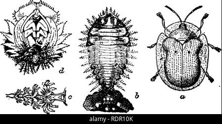 . La patata dolce; un manuale per il coltivatore di pratica. Patate dolci. Gli insetti che colpiscono le patate dolci 141 pregiudizio è molto evidente, certe piante essendo de- voured e non altri feriti a tutti. La tartaruga dorata beetle {Coptocycla bicolore) (GIE. 14). Questa è una delle specie più comuni e si trova sulla mattina-gloria e centinodia durante praticamente tutta l'estate. I coleotteri sul primo sono emergenti arancio opaco con tre importanti punti neri su ciascuna ala-. FiGUEE 14.- La tartaruga dorata beetle: un, adulti; J, larva; c, faecifork; d, pupa (ingrandita). Il coperchio, ma un po' più tardi essi assumono Foto Stock