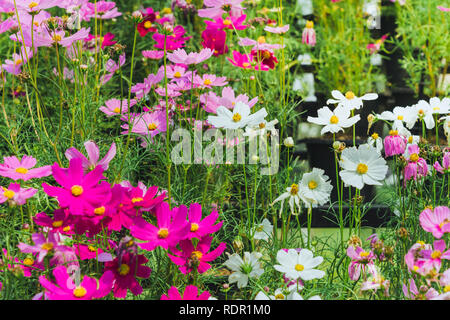 Colorato di zolfo Cosmos fiori su un rack decorare nel parco. Foto Stock