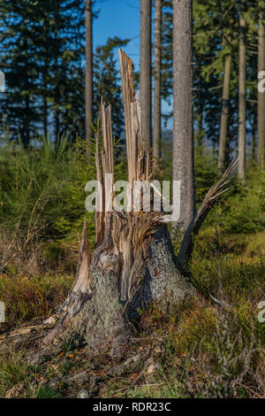 Immagine del tronco di un albero che è stato abbattuto naturalmente dal forte vento nella foresta su una meravigliosa e giornata invernale nelle Ardenne belghe Foto Stock