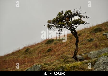 In prossimità di un piccolo abete o di pino. Gambo attorcigliato (trunk) e pungenti foglie (aghi) e filiali sul giovane albero, crescono fuori del muschio e rock Foto Stock