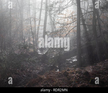 Woodland creek e zone umide si vede nella nebbia mattutina, vista orizzontale. Vista è verso sun. Foto Stock