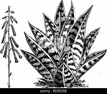 . Cassell popolare di giardinaggio. Il giardinaggio. 160 DEL CASSELL POPULAE GAEDENING. Motocoltivatori, tuttavia, non deve cadere in un disco- e-linea veloce rispettando il trattamento invernale di queste piante, per sebbene ma molto poca acqua è necessario, le piante non deve egli essiccato in una misura tale che le foglie mostrano segni di shrivelling, o essi wiU sicuramente peggiorare in bellezza. In alcuni casi queste piante dopo pochi anni diventerà troppo alto per quelli aventi una piccola casa in cui crescere; questa, tuttavia, non devono causare alcun disagio, in quanto essi sono facilmente portato in dimensioni e forma. La molla Foto Stock