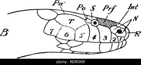 . I velenosi serpenti terrestre del nostro British dominions indiani, compresi Ceylon, e come riconoscerli; con sintomi di avvelenamento di serpente e il trattamento. Serpenti; serpenti. ^. Si prega di notare che queste immagini vengono estratte dalla pagina sottoposta a scansione di immagini che possono essere state migliorate digitalmente per la leggibilità - Colorazione e aspetto di queste illustrazioni potrebbero non perfettamente assomigliano al lavoro originale. Parete, Frank, 1868-. Bombay Bombay Natural History Society Foto Stock