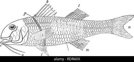 . I pesci di Gran Bretagna e Irlanda. Pesci pesci. Testa, bocca e Gill-copre. VU in un'arma di reato come nel pesce spada (piastra xlix), o il gar-pesci (piastra cxxvi), mentre la coda-pinna può essere allungato per un scopo simile come si vede nella fox-shark (piastra clvii), o la coda può essere in grado di prehension come nel cavallo-pesci (piastra cxliv, fig. 7). Alcuni di essi sono in possesso di organi di attacco come si vede sulla parte superiore della testa del risucchio di pesce piatto (XXXIX), sul torace come in grumi di ventosa piastra (IV) e Liparis (piastra Ivi), o la bocca può essere formato per questo scopo come in la Foto Stock