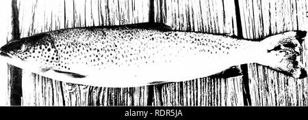 . Il mare-trota. Uno studio della storia naturale. Salmonidi; pesce-cultura; pesca. Imo-. -.- Un Ntjrwei^ian rix'cr Trote (jurio).. Si prega di notare che queste immagini vengono estratte dalla pagina sottoposta a scansione di immagini che possono essere state migliorate digitalmente per la leggibilità - Colorazione e aspetto di queste illustrazioni potrebbero non perfettamente assomigliano al lavoro originale. Lamond, Henry. Londra, Sherratt &AMP; Hughes Foto Stock