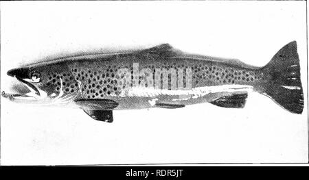 . Il mare-trota. Uno studio della storia naturale. Salmonidi; pesce-cultura; pesca. Fii^". 3.-due Loch LonKjnd Sea-lr(aggetto, sh(j'inj4^ lpicall-segni distintivi. Fig. 4.-un maschio di mare-trote nei periodi di riproduzione. Vedere pagina 50. Si prega di notare che queste immagini vengono estratte dalla pagina sottoposta a scansione di immagini che possono essere state migliorate digitalmente per la leggibilità - Colorazione e aspetto di queste illustrazioni potrebbero non perfettamente assomigliano al lavoro originale. Lamond, Henry. Londra, Sherratt &AMP; Hughes Foto Stock