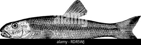 . American pesci; un famoso trattato su il gioco e il cibo pesci del Nord America, con particolare riferimento alle abitudini e i metodi di cattura. Pesci. 42 2 americano pesci. Sembrerebbe che prima di Inghilterra è venuto in America questa parola aveva essere- venire associata con un'idea a un grado tale che il pesce, il piccolo "gojone'^ dell'inglese medioevo, era stata quasi perso di vista, e questo account per il curioso fatto che lo spinotto è stato quasi il solo pesce comune della patria il cui nome non è stato dato ai diversi moduli più piccoli in diverse parti del periodo coloniale in America. Fu solo Foto Stock