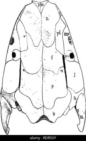 . Il libro di testo di zoologia vertebrati. Vertebrati, Anatomia, comparativo. AMPHIBIA. 279 viene visualizzato il gap tra il cranio e la quadratojugal-malar arch. Quest'ultimo arco è totalmente assente in urodeles. Il tetto della bocca è formato da vomers, palatines, e un para- sphenoid, quest'ultimo elemento non si ripresenti in più gruppi. In csecilians i fusibili parasphenoid indistinguish- abilmente con elementi occipitale. Tutte queste ossa possono recare denti, come può anche premaxillaries e maxillaries, quest'ultimo elemento. Si prega di notare che queste immagini vengono estratte dalla pagina sottoposta a scansione le immagini che potrebbero h Foto Stock