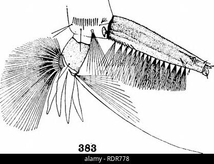 . Le zanzare dell America del Nord e America centrale e Antille. Le zanzare. . Si prega di notare che queste immagini vengono estratte dalla pagina sottoposta a scansione di immagini che possono essere state migliorate digitalmente per la leggibilità - Colorazione e aspetto di queste illustrazioni potrebbero non perfettamente assomigliano al lavoro originale. Howard, L. O. (Leland Ossian), 1857-1950; Dyar, Harrison G. (Harrison grigio), 1866-1929, coautore; Knab, Frederick, 1865- joint autore. Washington, D. C. , Carnegie Institution di Washington Foto Stock